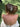 HELENA - Swarovski Crystals and Pearls Hair Comb -RTS